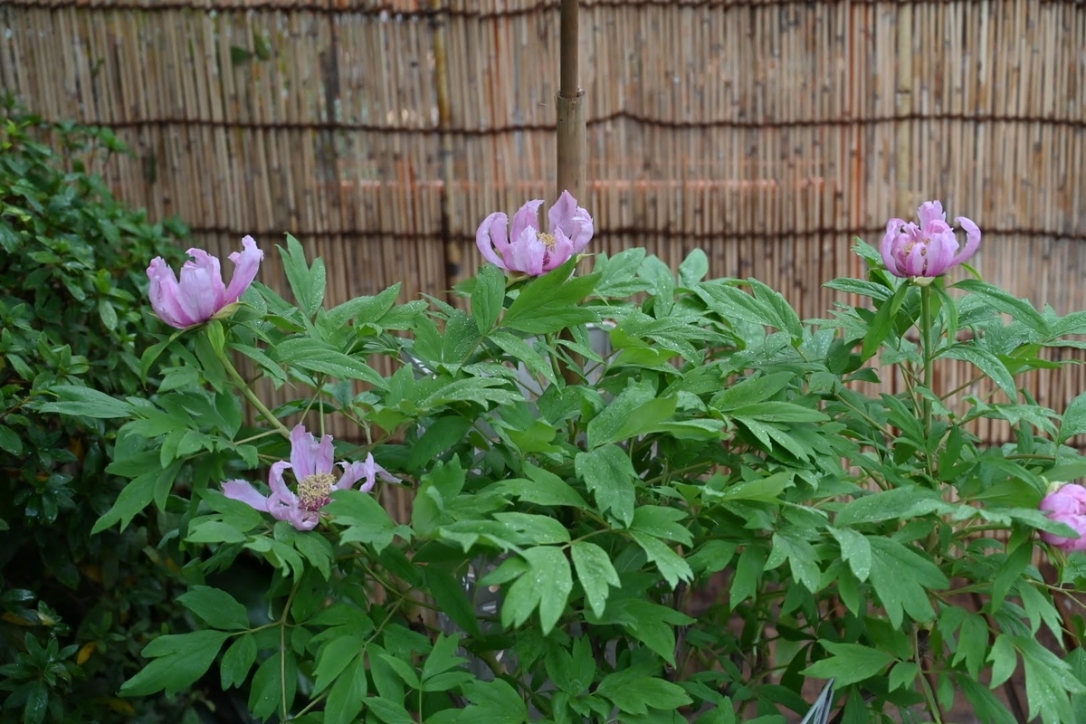 f:id:psato7:20210124200619j:plain