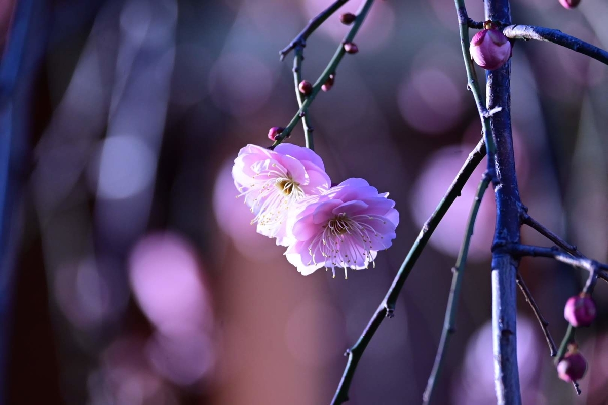 f:id:psato7:20210205123040j:plain