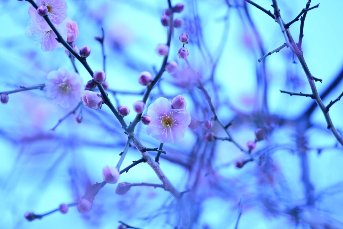 f:id:psato7:20210205123339j:plain