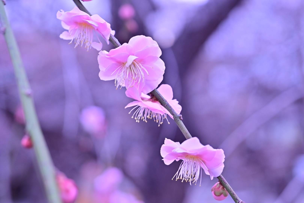 f:id:psato7:20210209065154j:plain