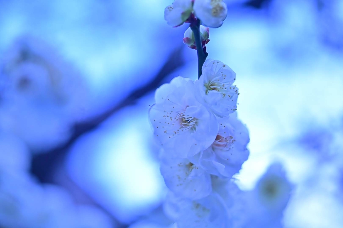 f:id:psato7:20210209070104j:plain