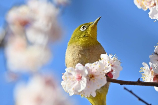 f:id:psato7:20210226055956j:image