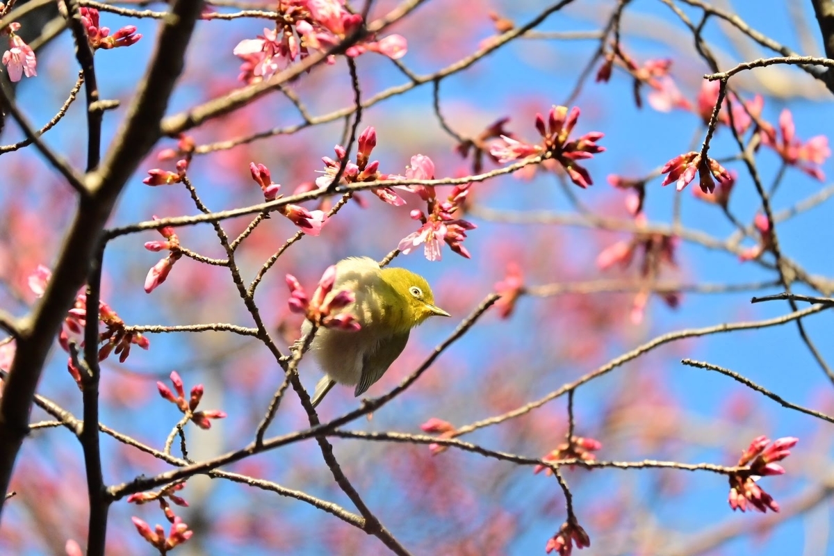 f:id:psato7:20210228204025j:plain