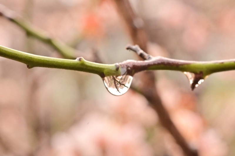 f:id:psato7:20210302123526j:plain