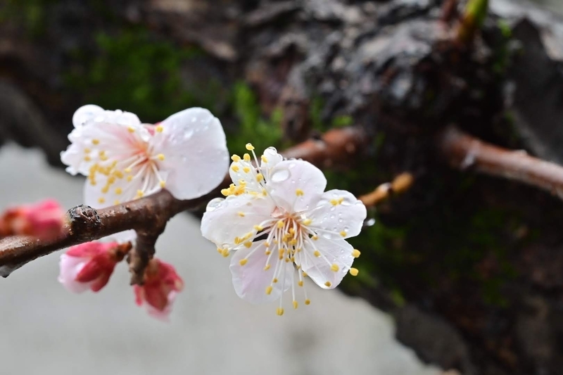 f:id:psato7:20210302123751j:plain