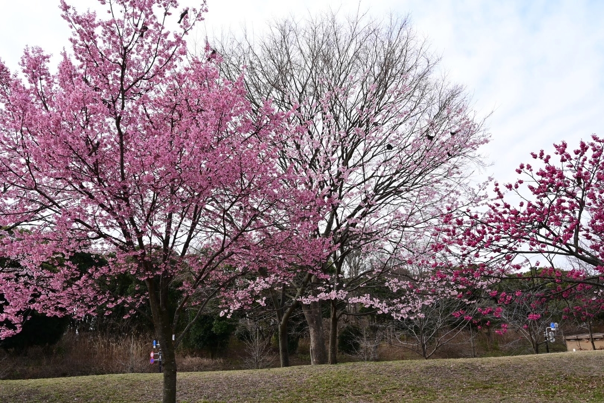 f:id:psato7:20210308053757j:plain
