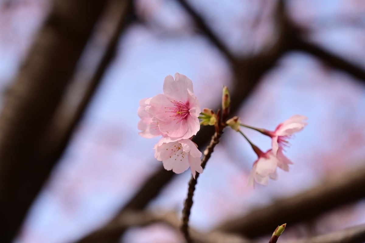 f:id:psato7:20210308054320j:plain