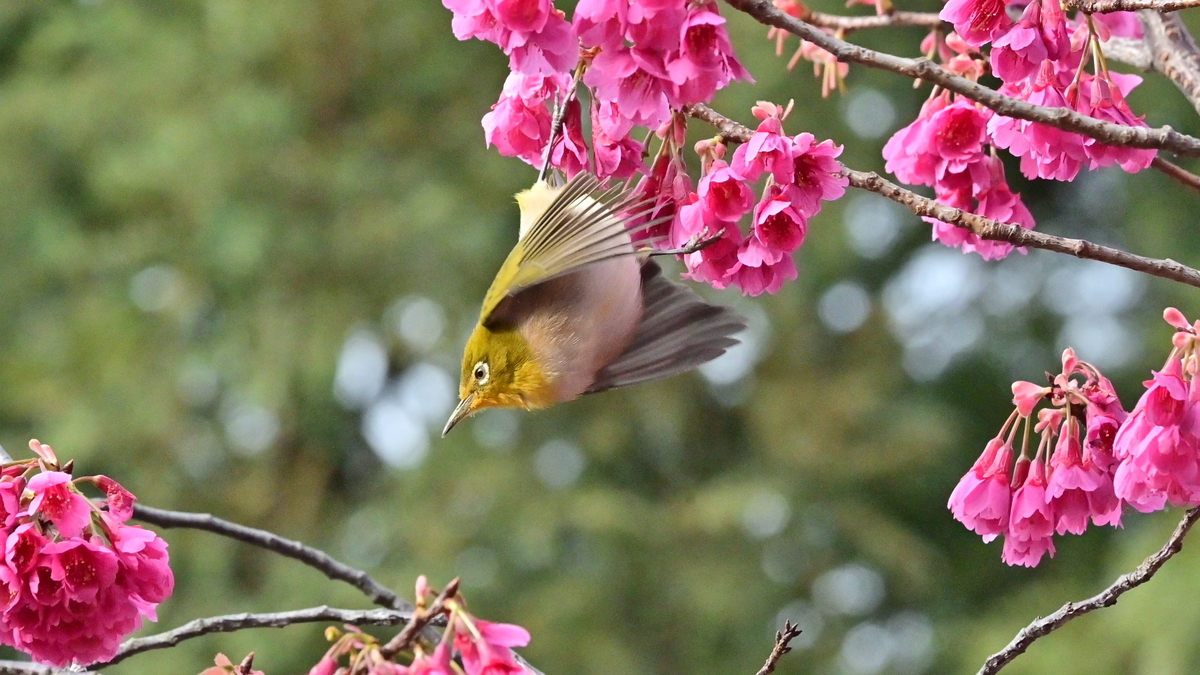 f:id:psato7:20210311052648j:plain