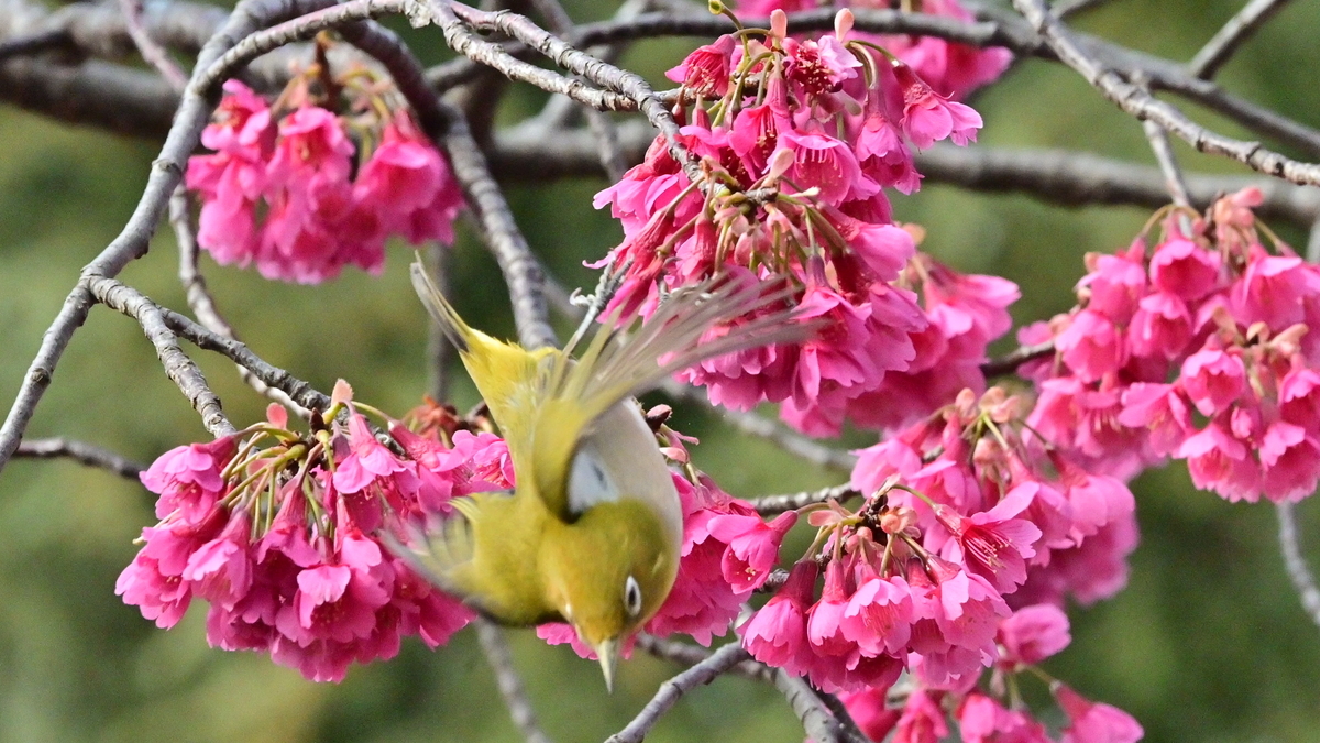 f:id:psato7:20210311052836j:plain