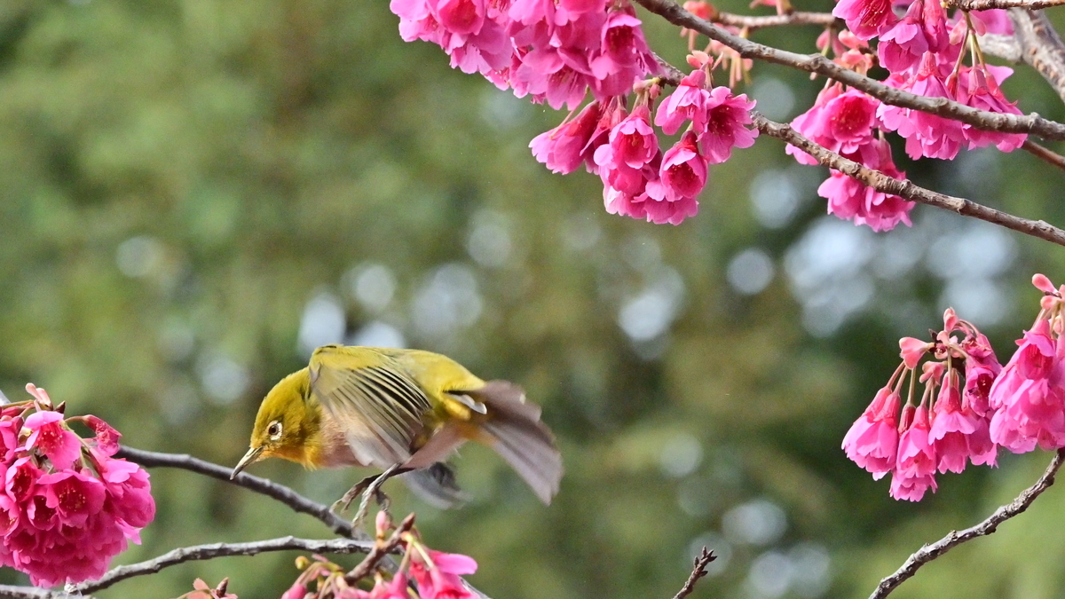 f:id:psato7:20210311053112j:plain