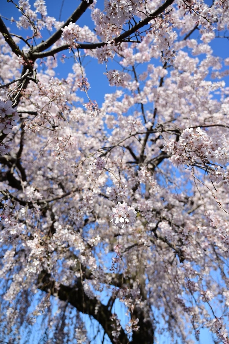 f:id:psato7:20210319054612j:plain