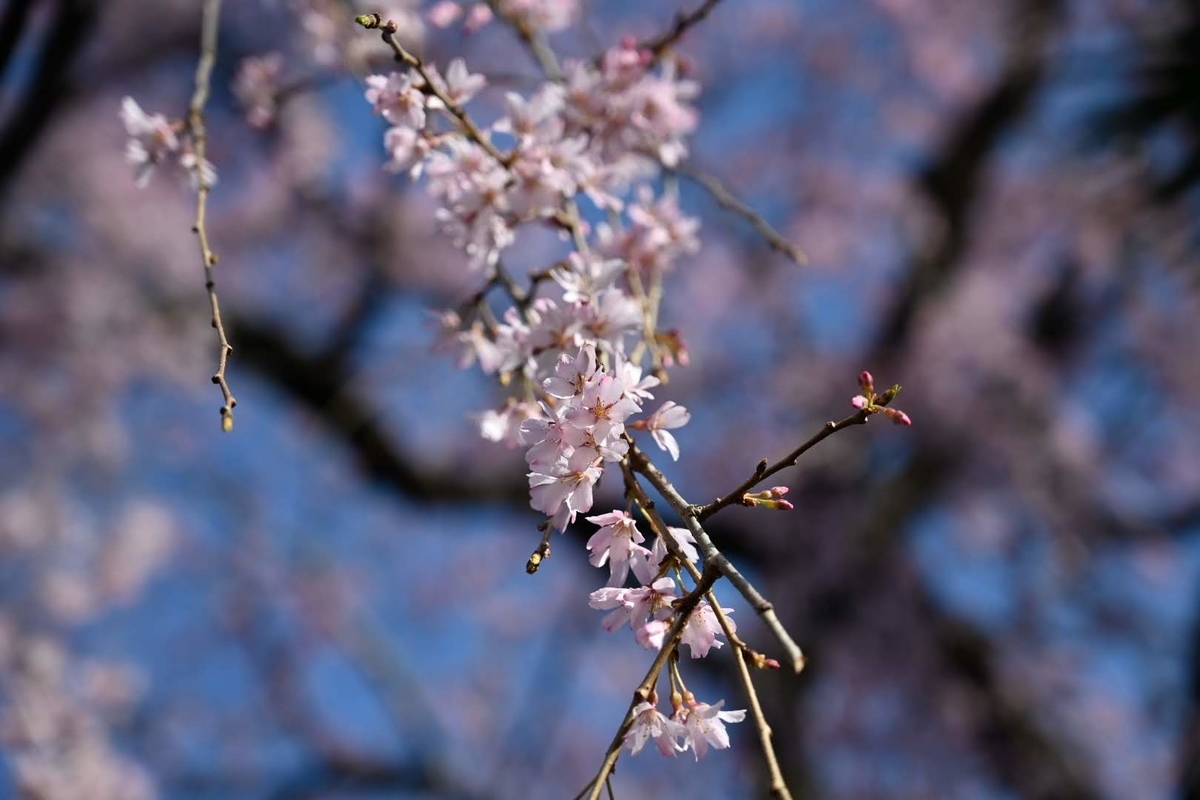f:id:psato7:20210319055038j:plain