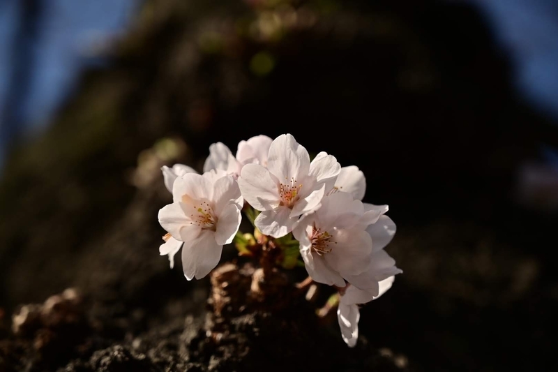 f:id:psato7:20210319201432j:plain