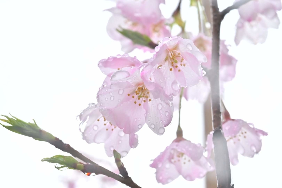 f:id:psato7:20210322073334j:plain