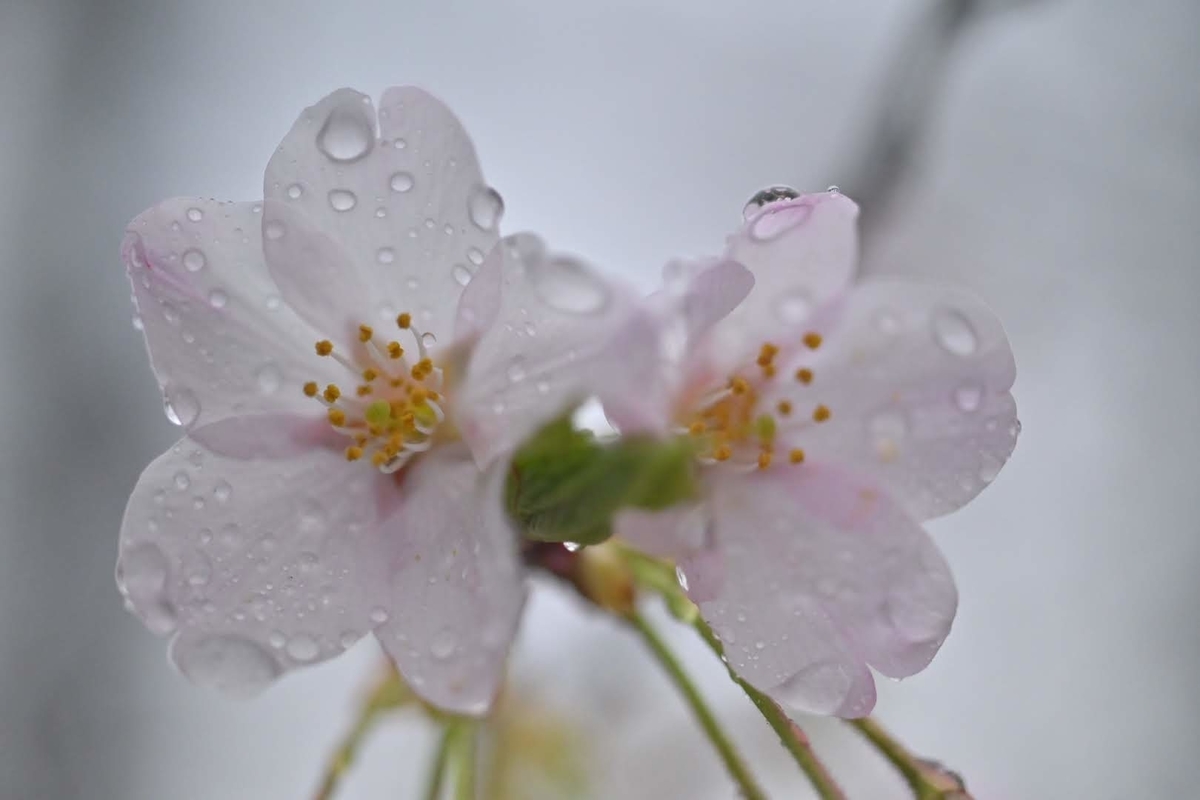 f:id:psato7:20210322194729j:plain