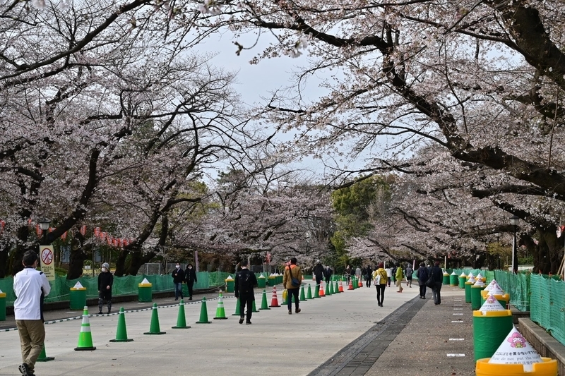 f:id:psato7:20210322202852j:plain