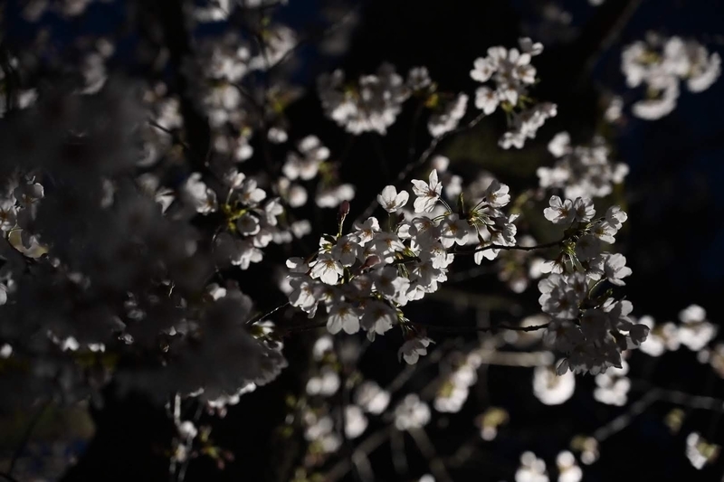 夕方桜 rcreation-DE217-378x480.jpg