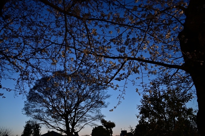 f:id:psato7:20210325042517j:plain