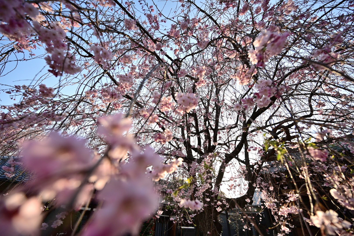 f:id:psato7:20210327090507j:plain