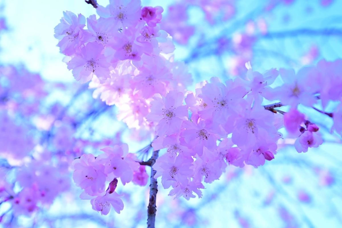 f:id:psato7:20210327091140j:plain