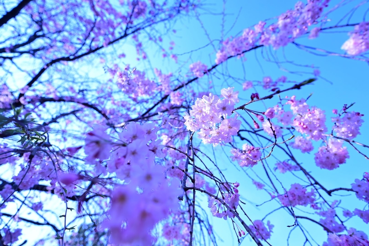 f:id:psato7:20210327091145j:plain