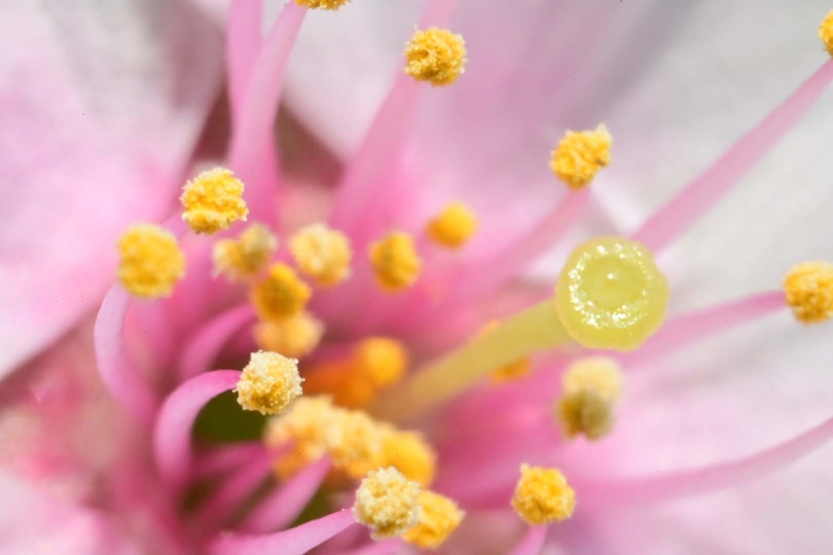 f:id:psato7:20210327092328j:plain