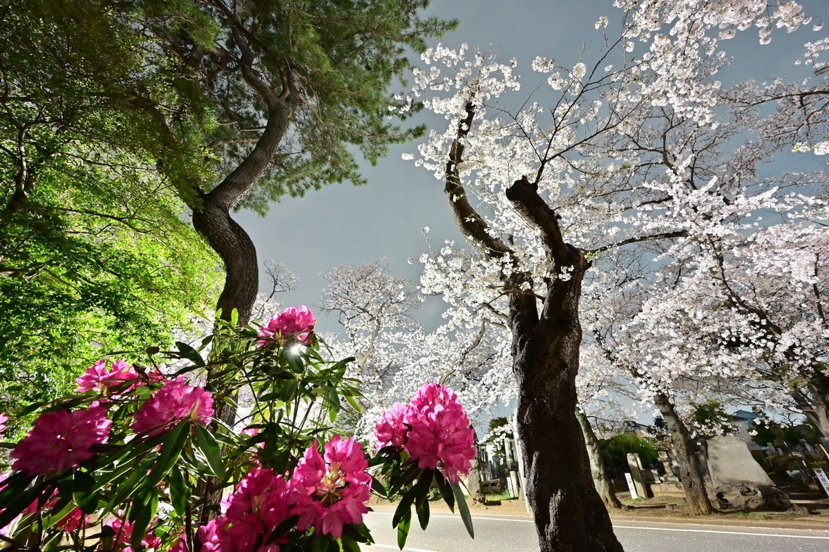f:id:psato7:20210328065547j:plain