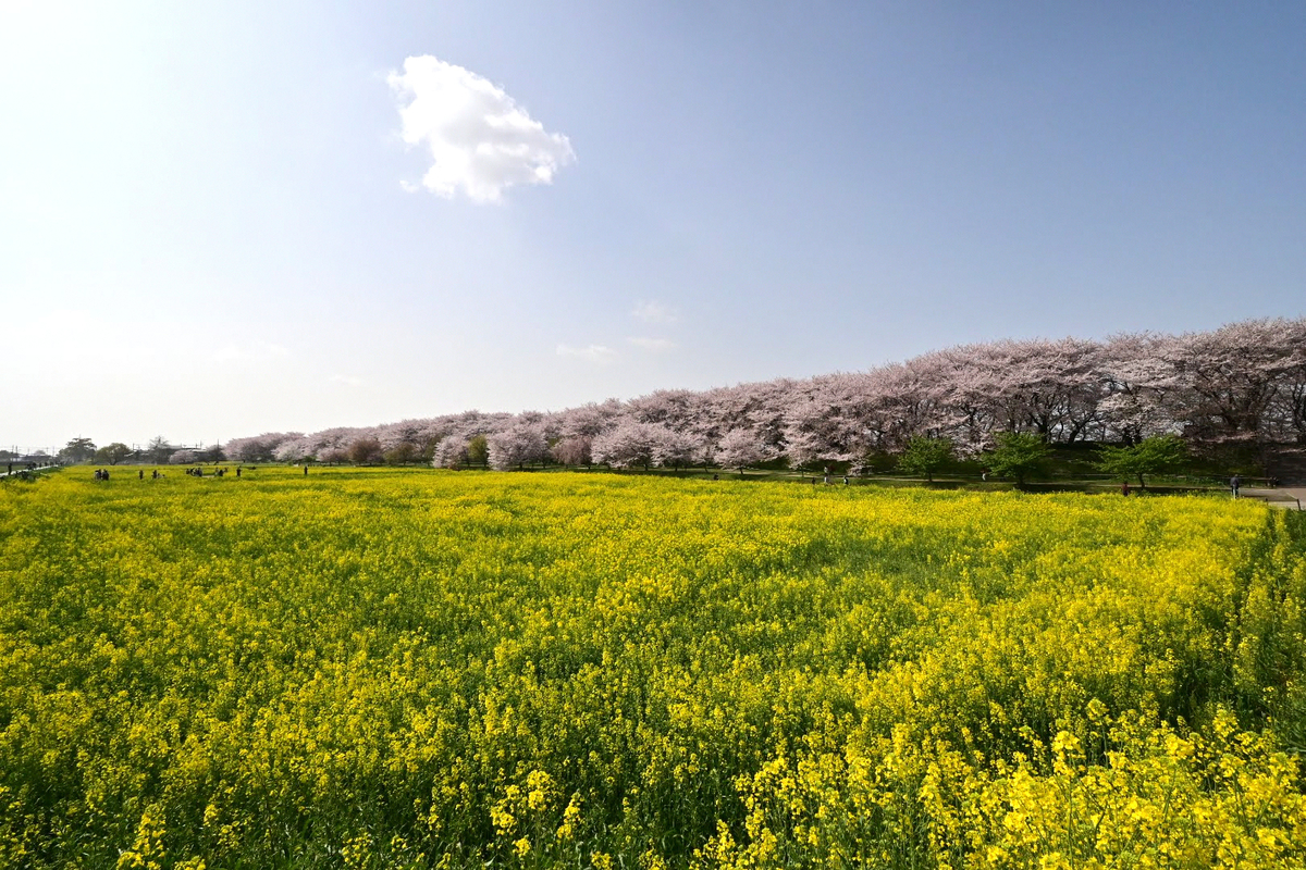 f:id:psato7:20210401203302j:plain