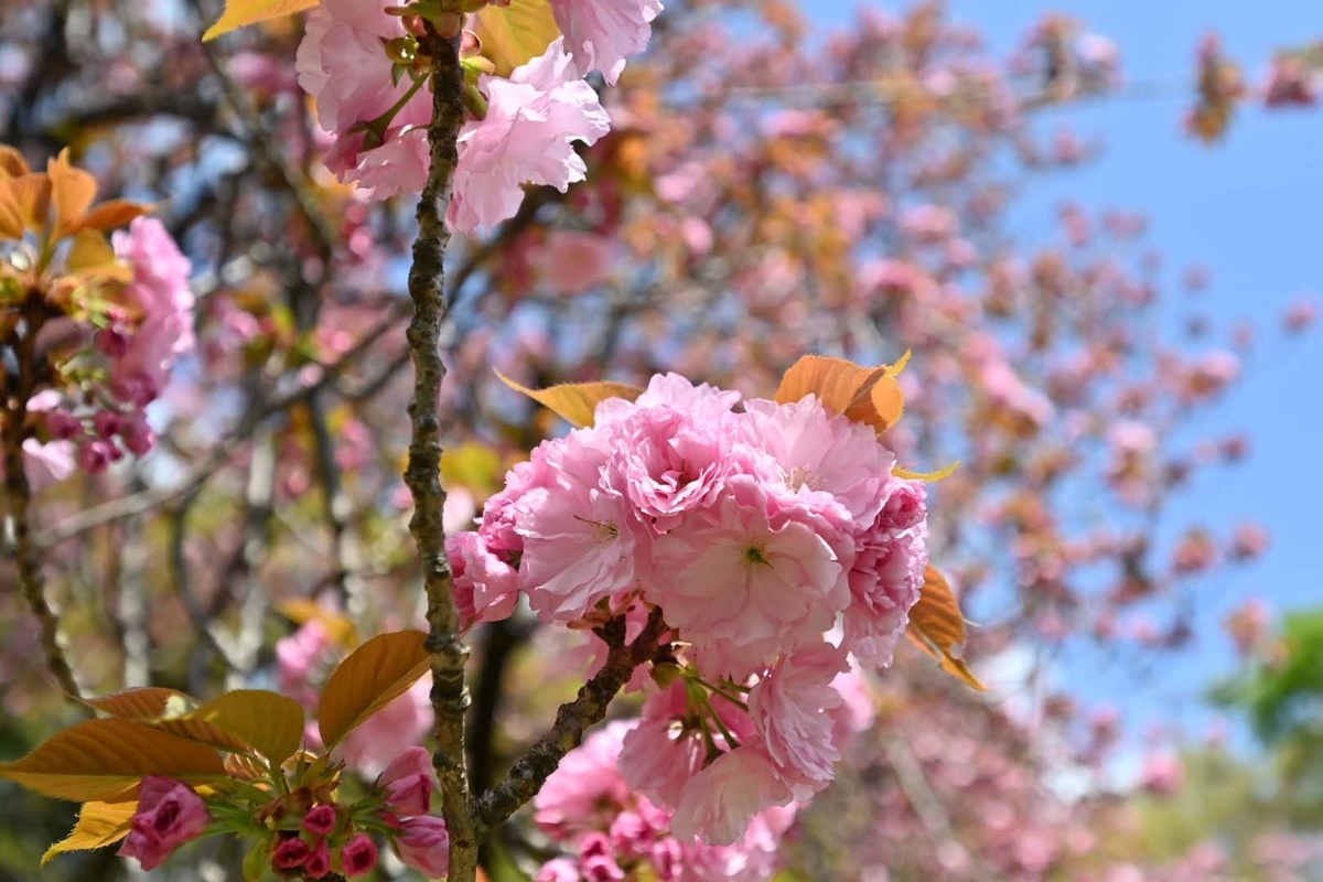 f:id:psato7:20210404060110j:plain