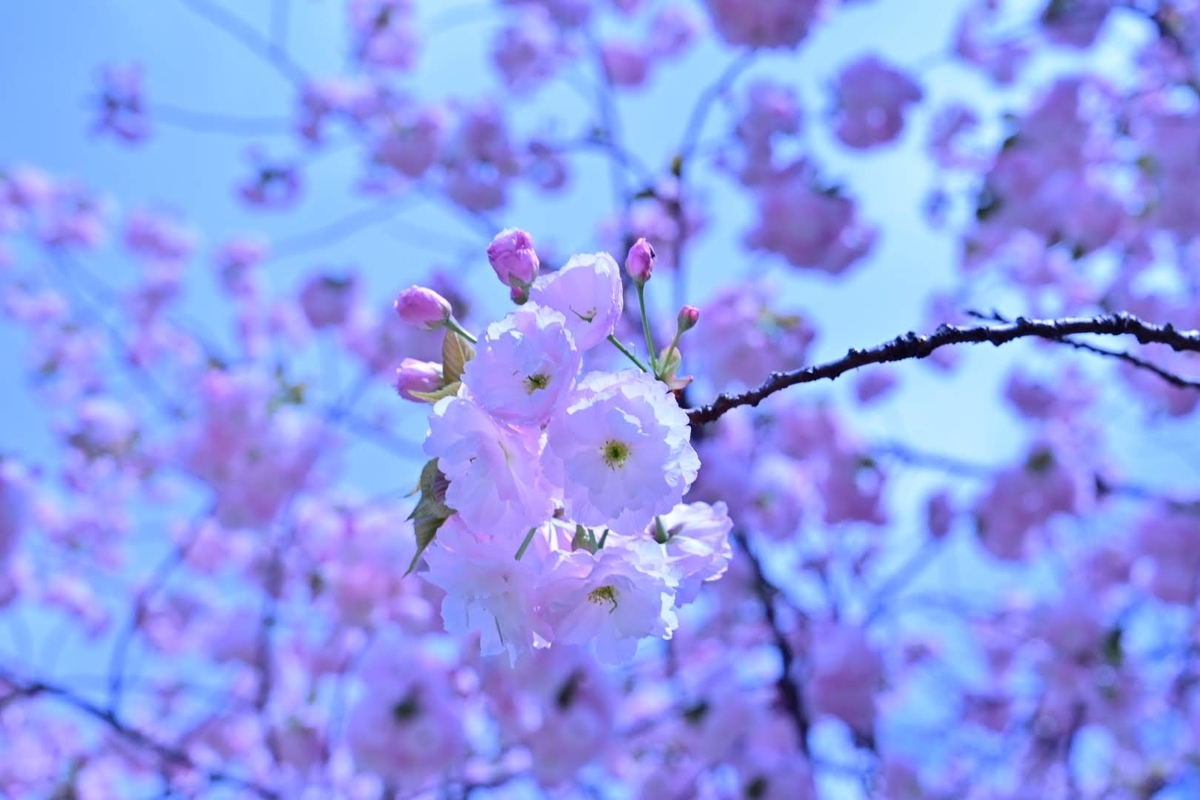 f:id:psato7:20210405055633j:plain