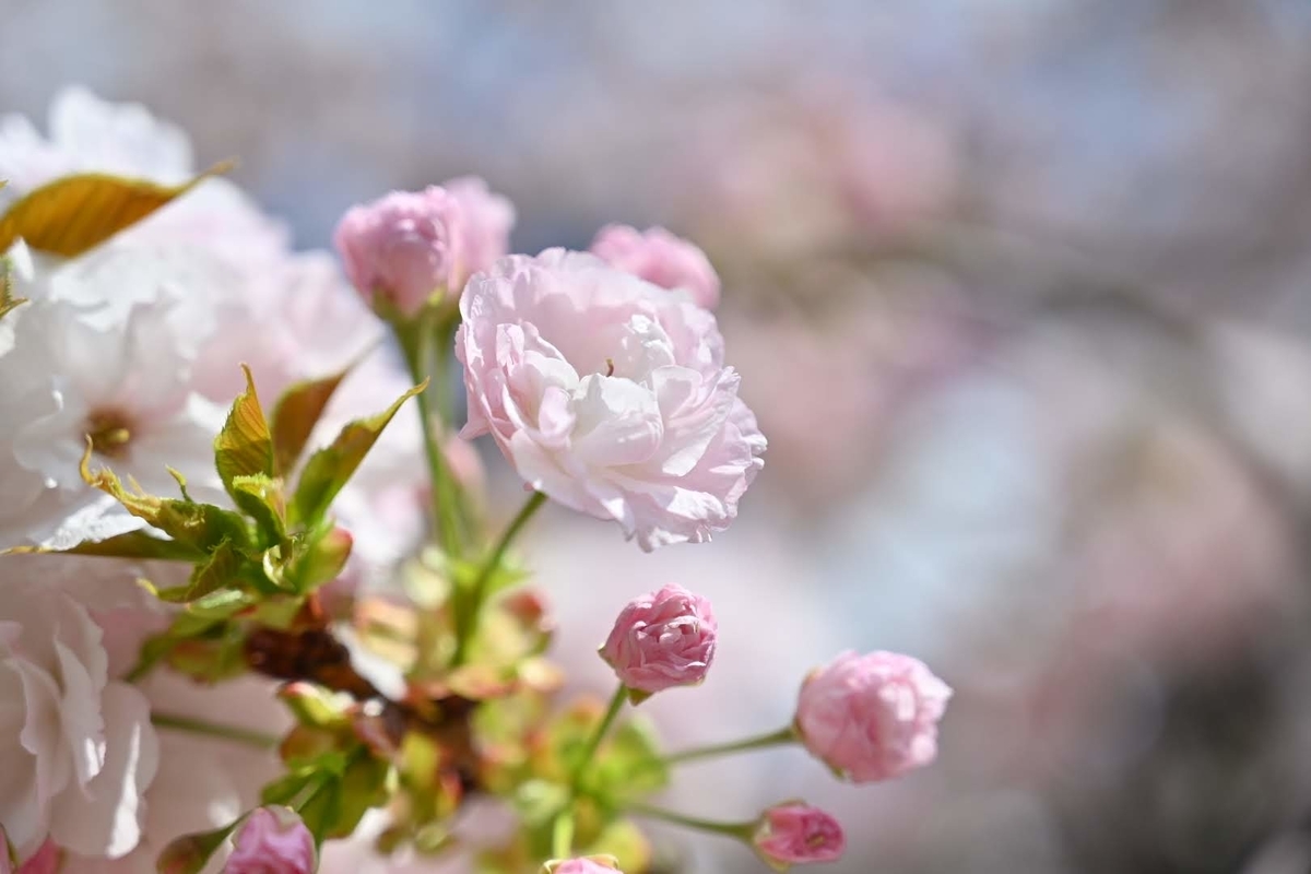 f:id:psato7:20210405055716j:plain