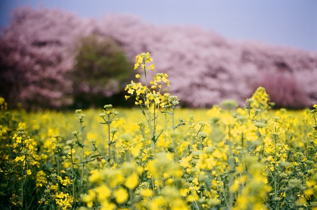 f:id:psato7:20210405073710j:plain