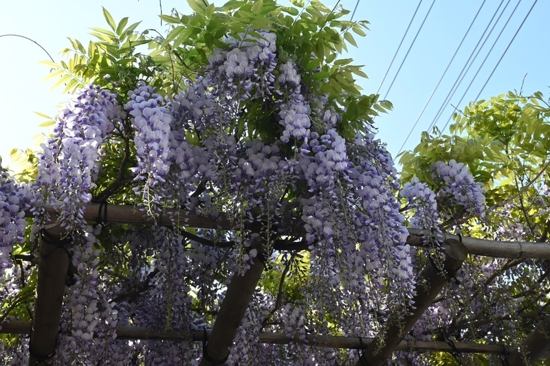 藤の花 藤の花」ー千葉県館山市館山ー 2025/4/20「藤の花」 #ふじのはな