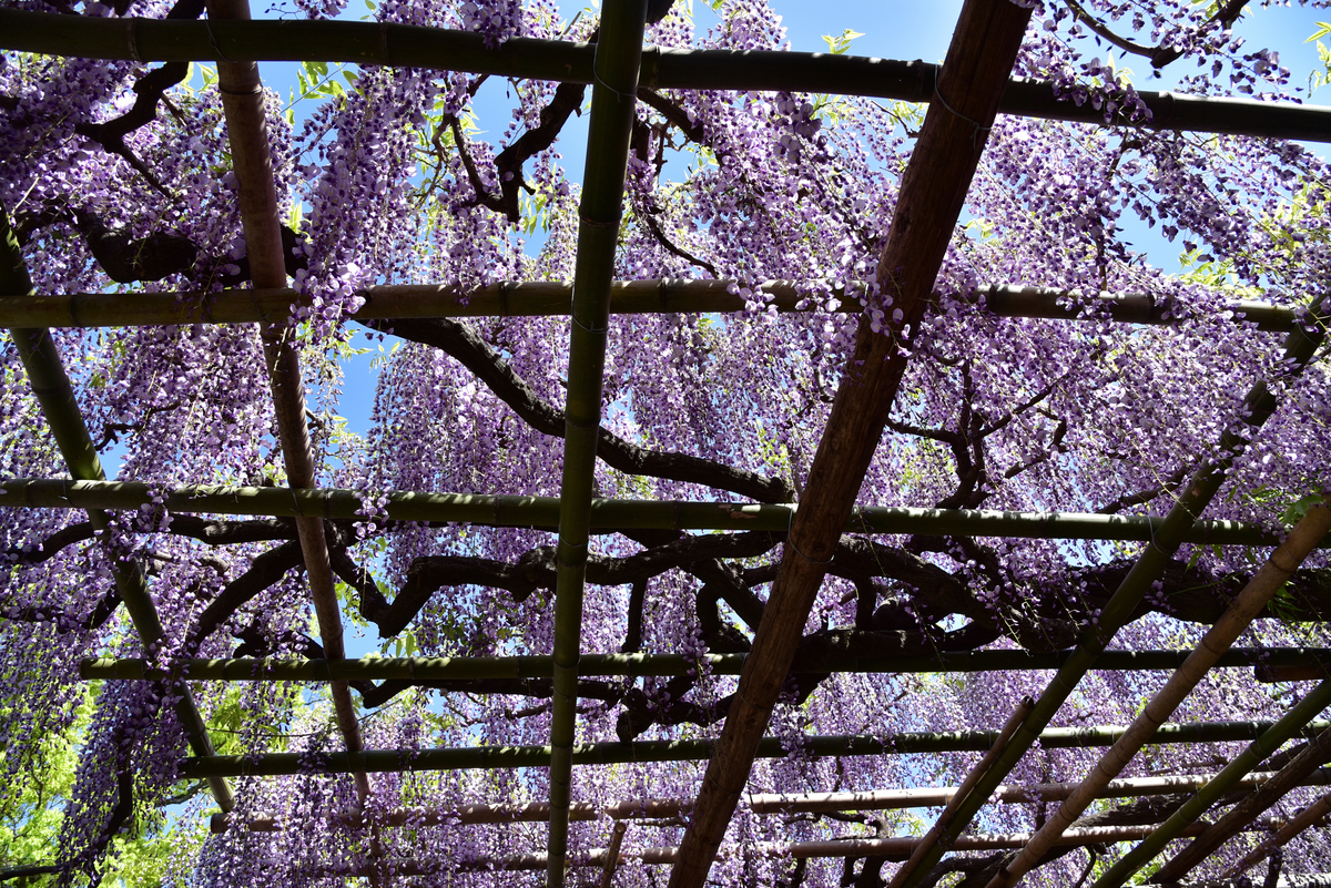 藤の花 藤の花」ー千葉県館山市館山ー 2025/4/20「藤の花」 #ふじのはな