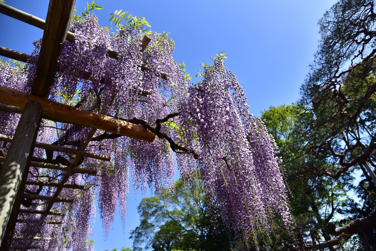 ✿藤の花✿ - photo & hobby
