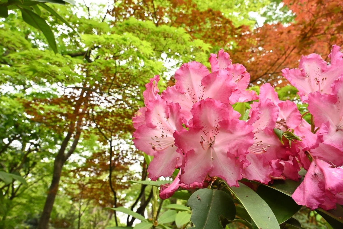 f:id:psato7:20210418054636j:plain