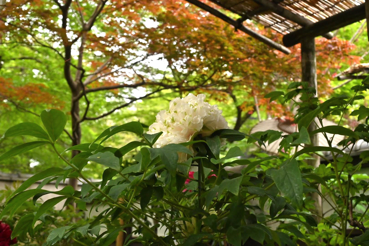 f:id:psato7:20210418064344j:plain