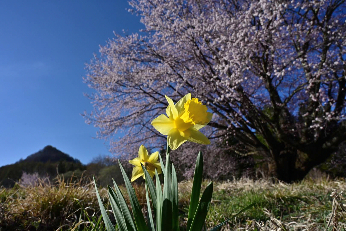 f:id:psato7:20210425091807j:plain