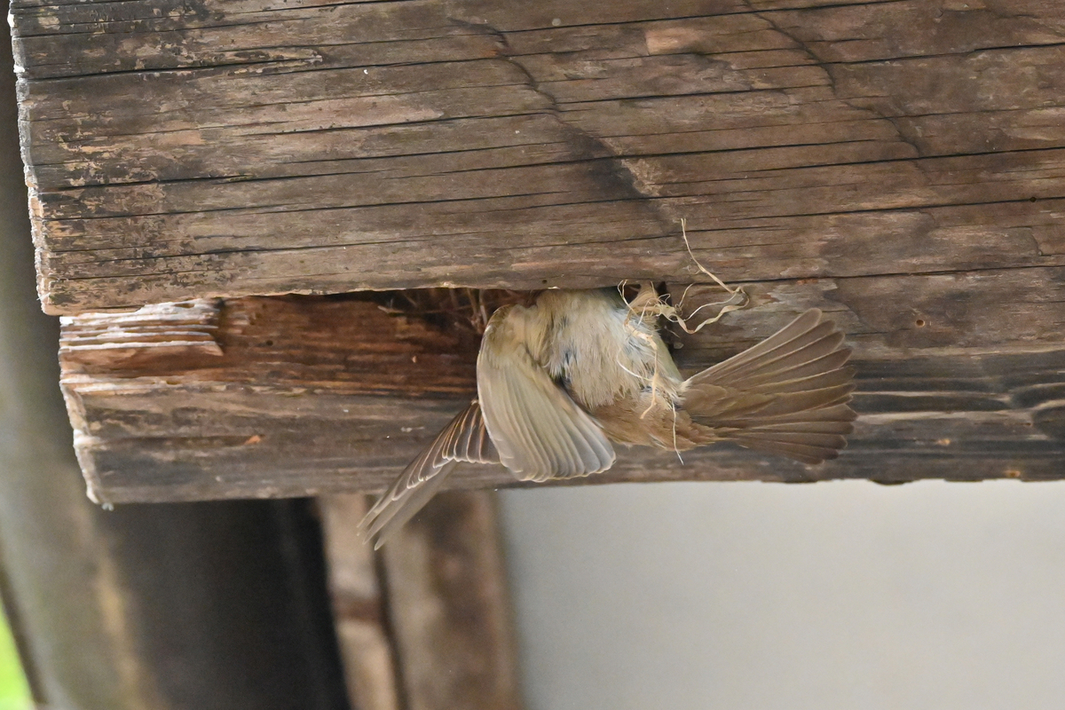 f:id:psato7:20210509121454j:plain