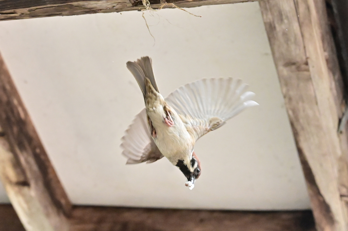 f:id:psato7:20210509121627j:plain