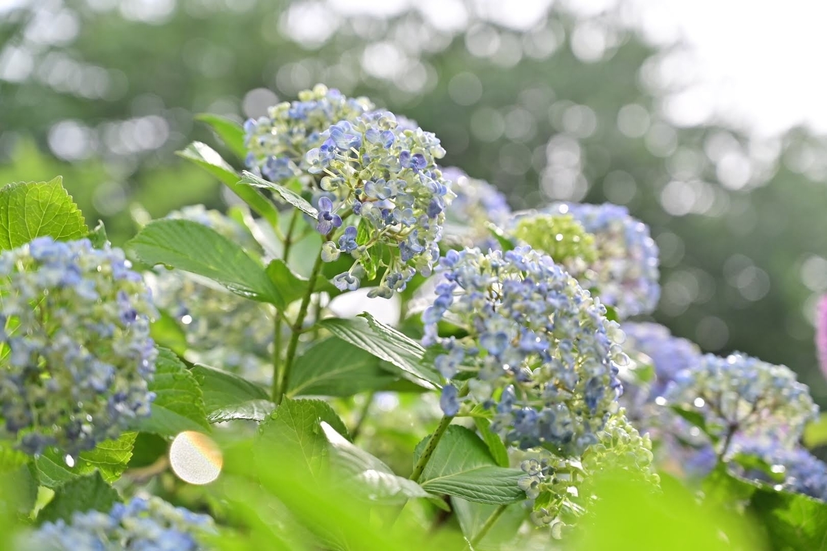 f:id:psato7:20210530040416j:plain