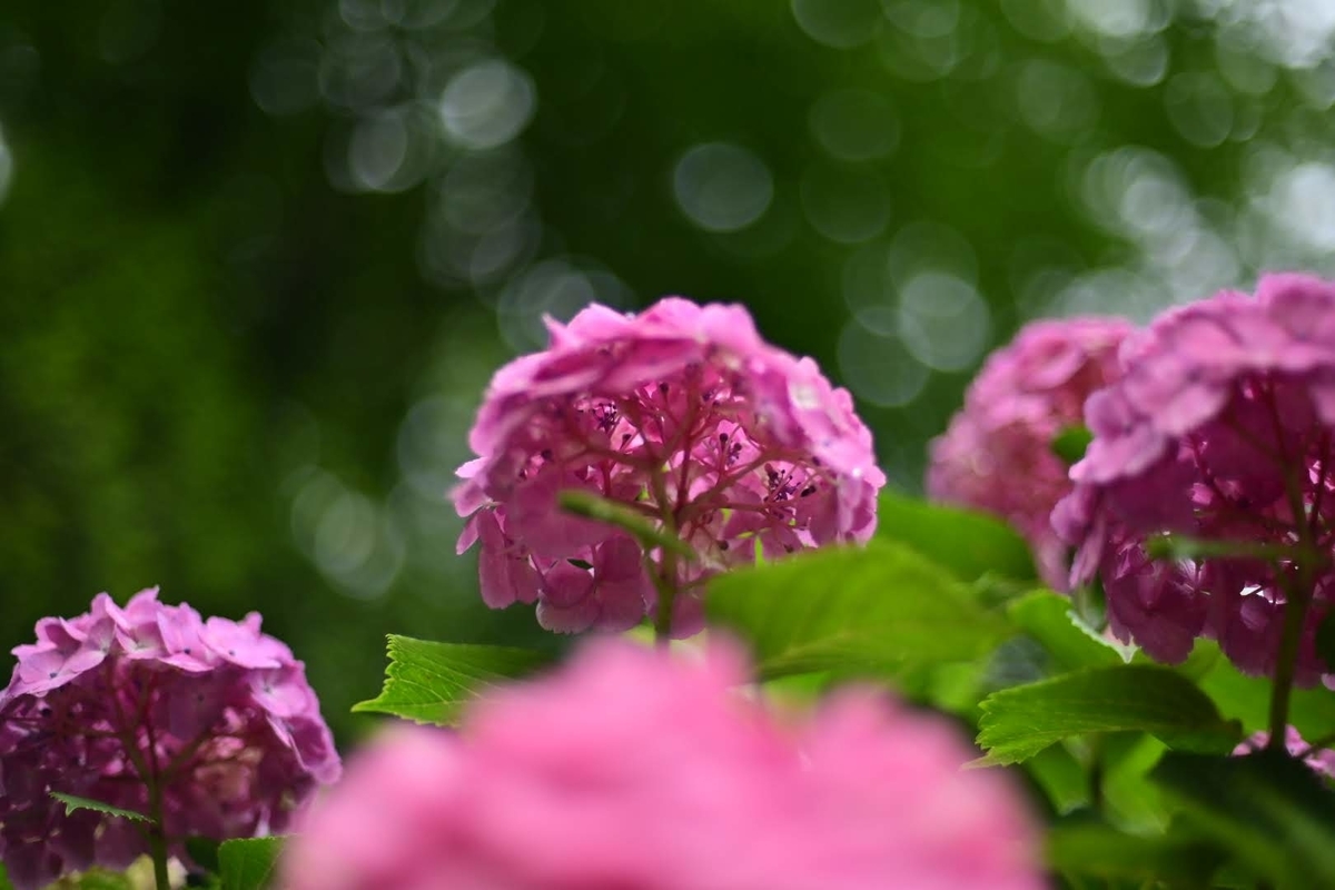 f:id:psato7:20210606071912j:plain