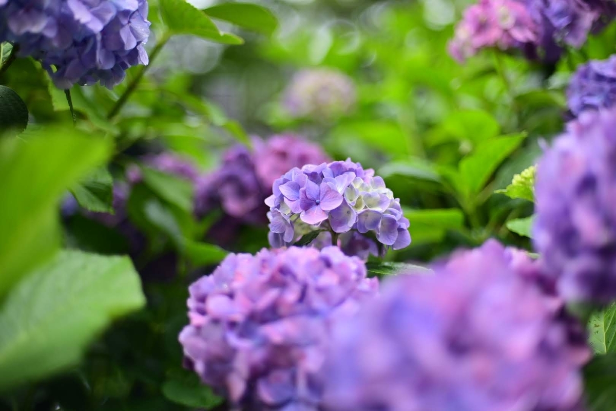 f:id:psato7:20210606072222j:plain