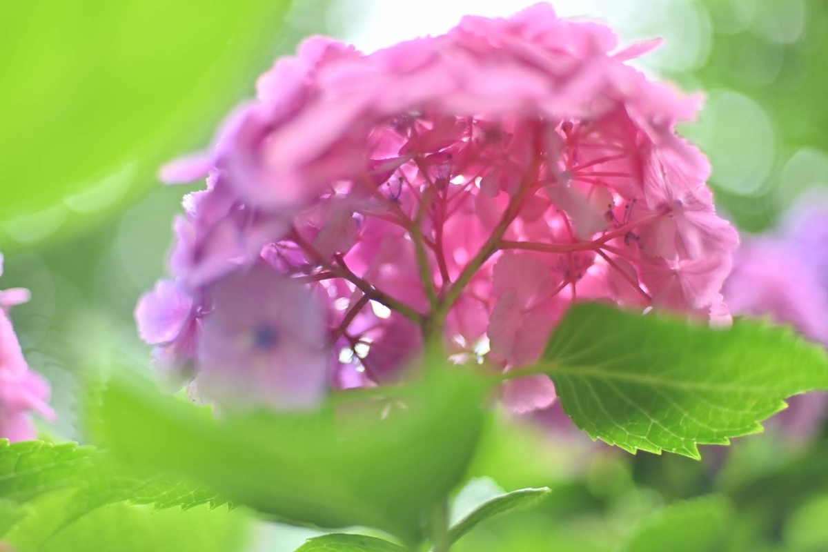f:id:psato7:20210608055749j:plain