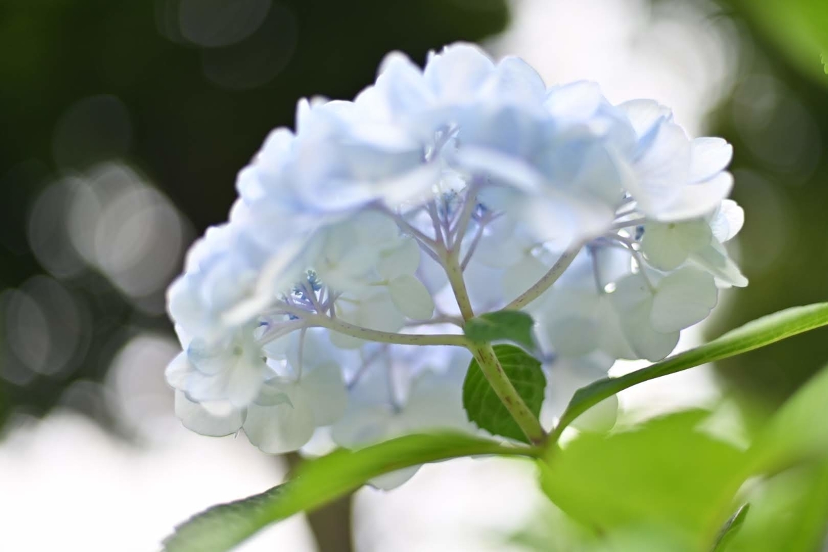 f:id:psato7:20210608060028j:plain