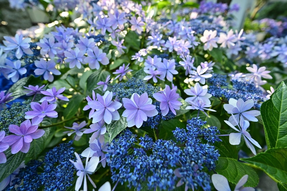 f:id:psato7:20210614211033j:plain