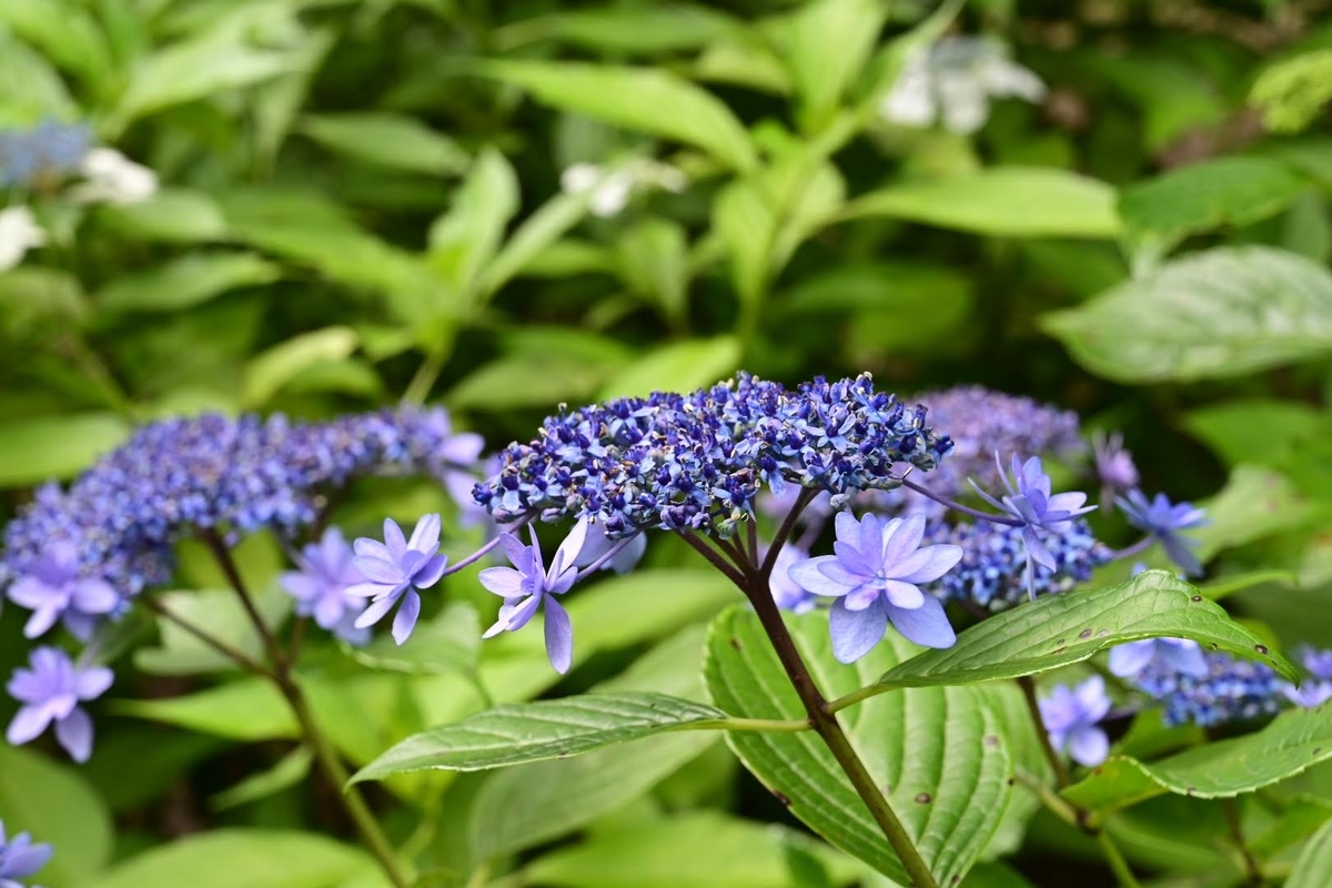 f:id:psato7:20210616210848j:plain