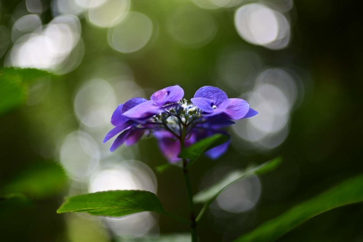 f:id:psato7:20210616211550j:plain