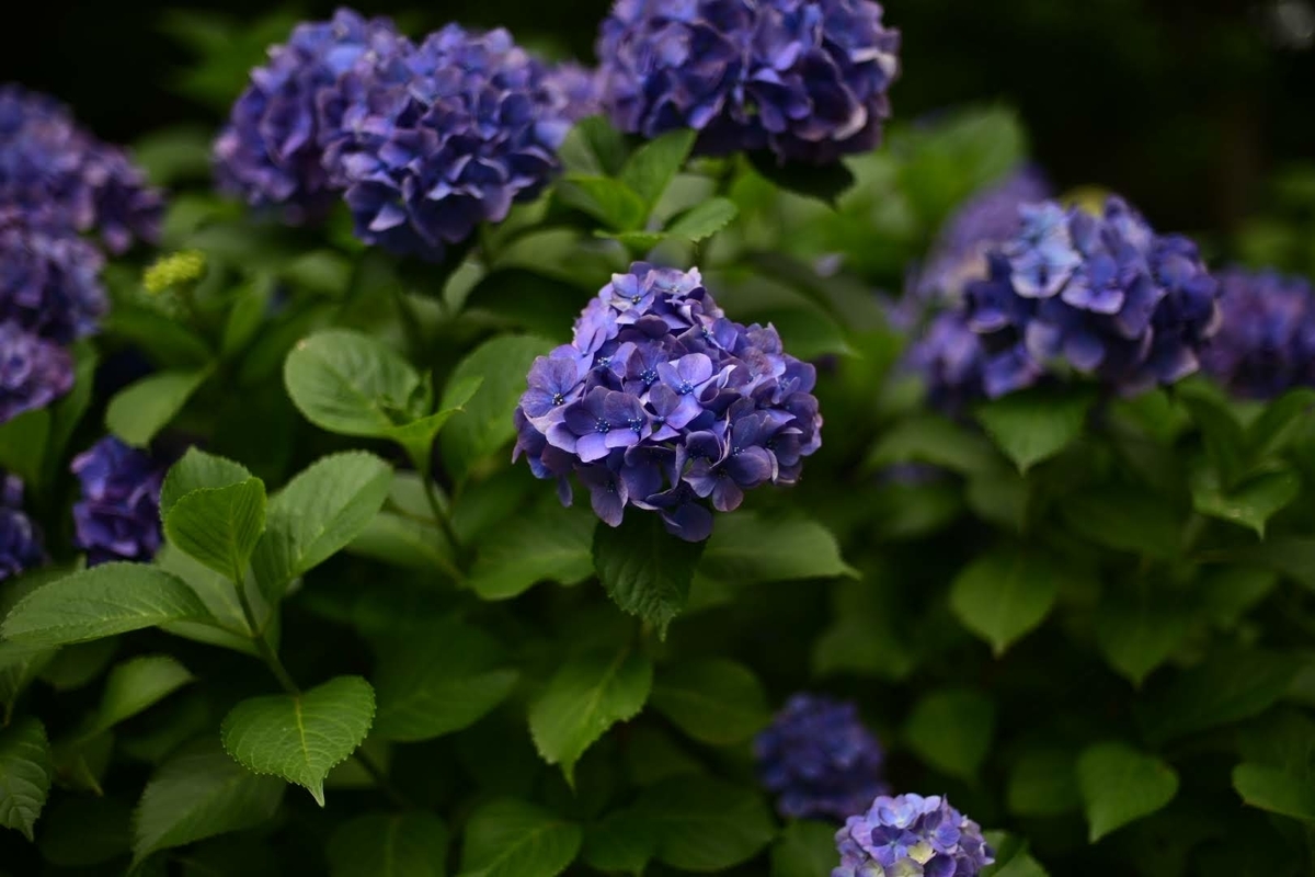 f:id:psato7:20210616211637j:plain