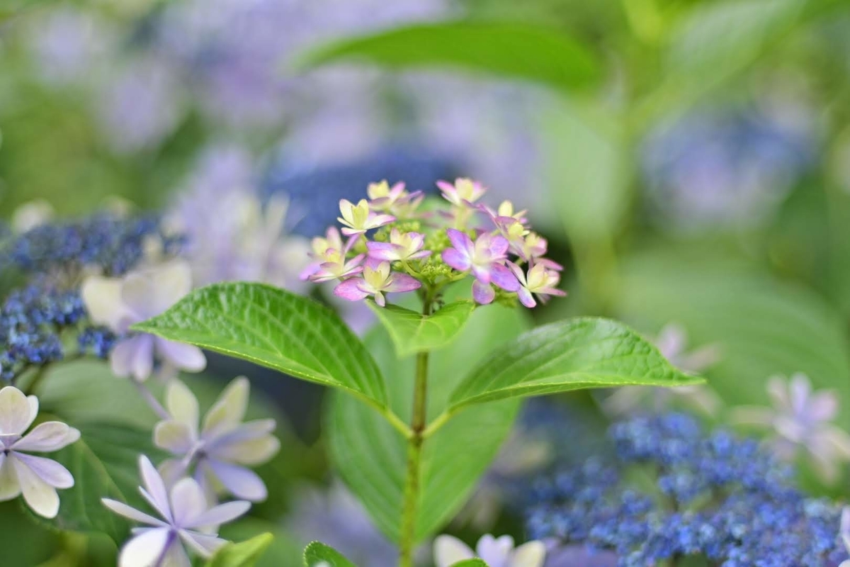 f:id:psato7:20210619081355j:plain